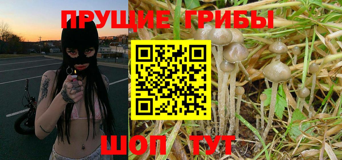 Галлюциногенные грибы Psilocybine cubensis  Вход с VPN  Каменск-Шахтинский  Псилоцибиновые грибы MAGIC MUSHROOMS 